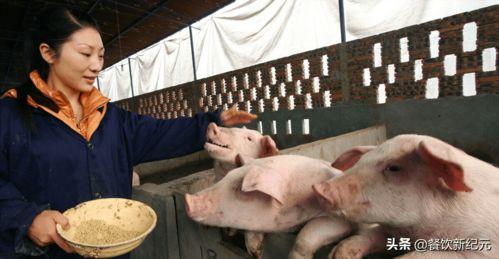 网友爆料猪场事件视频